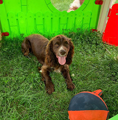 Testimonials | Dog Day Care in Sevenoaks | Happy Tails Ltd gallery image 16