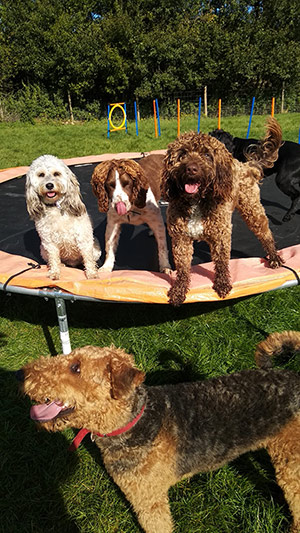 Testimonials | Dog Day Care in Sevenoaks | Happy Tails Ltd gallery image 28