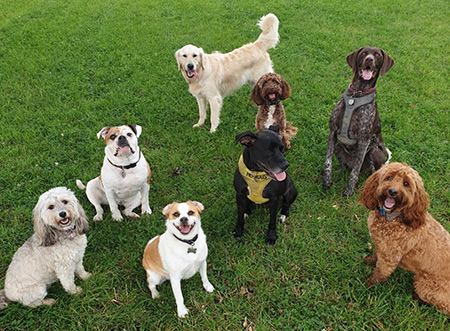 Testimonials | Dog Day Care in Sevenoaks | Happy Tails Ltd gallery image 7